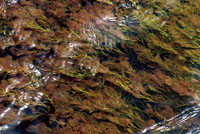 Algunas plantas acu&aacute;ticas se han adaptado a vivir en ambientes de gran turbulencia, modificando sus ra&iacute;ces mediante estructuras muy robustas para adherirse a las rocas.