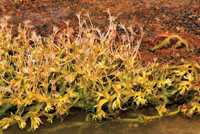 Algunas plantas acu&aacute;ticas se han adaptado a vivir en ambientes de gran turbulencia, modificando sus ra&iacute;ces mediante estructuras muy robustas para adherirse a las rocas.