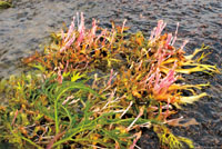 Los ciclos de vida de muchas plantas se han adaptado a los cambios en el nivel de las aguas y pueden soportar, tanto las &eacute;pocas de mayor caudal, como la falta de humedad que se presenta en tiempos de sequ&iacute;a.