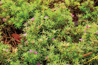 Los ciclos de vida de muchas plantas se han adaptado a los cambios en el nivel de las aguas y pueden soportar, tanto las &eacute;pocas de mayor caudal, como la falta de humedad que se presenta en tiempos de sequ&iacute;a.