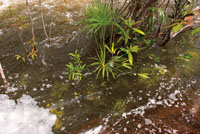Los ciclos de vida de muchas plantas se han adaptado a los cambios en el nivel de las aguas y pueden soportar, tanto las &eacute;pocas de mayor caudal, como la falta de humedad que se presenta en tiempos de sequ&iacute;a.