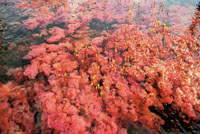 Los vivos colores de la Macarenia clavigera le dan los tonos tornasolados caracter&iacute;sticos del lecho de varias quebradas de las serran&iacute;as de La Lindosa y La Macarena.