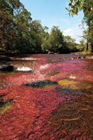 Los vivos colores de la Macarenia clavigera le dan los tonos tornasolados caracter&iacute;sticos del lecho de varias quebradas de las serran&iacute;as de La Lindosa y La Macarena.