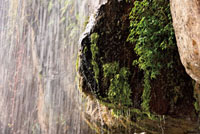 En las paredes de los escarpes de las ca&iacute;das crecen plantas ep&iacute;fitas, musgos y helechos especialmente adaptados a los torrentes.