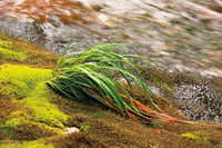 Ciertos musgos y otras plantas se desarrollan &uacute;nicamente en lugares que se mantienen saturados de humedad. 