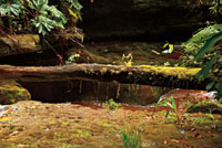En cercan&iacute;a de las ca&iacute;das de agua abundan musgos y plantas ep&iacute;fitas que aprovechan el microclima generado por el vapor. 