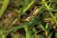 Las condiciones atmosf&eacute;ricas generadas por los saltos de agua permiten la diversidad de insectos, anfibios y otros animales que dependen de la humedad.