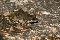 Las condiciones atmosf&eacute;ricas generadas por los saltos de agua permiten la diversidad de insectos, anfibios y otros animales que dependen de la humedad.