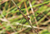 Las condiciones atmosf&eacute;ricas generadas por los saltos de agua permiten la diversidad de insectos, anfibios y otros animales que dependen de la humedad.