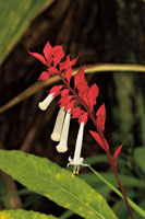 En el microclima de las ca&iacute;das de agua se presentan a veces algunas plantas poco comunes en otros lugares. 