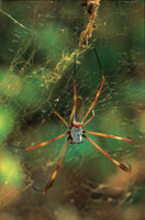 Las ara�as suelen tender sus redes para interceptar a los insectos en su vuelo hacia las flores.