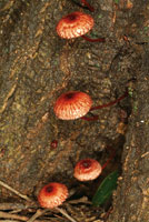 Los hongos contribuyen a transformar la materia org�nica en nutrientes reutilizables por las plantas del bosque.