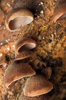 Los hongos contribuyen a transformar la materia org�nica en nutrientes reutilizables por las plantas del bosque.