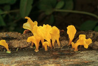 Algunos hongos se destacan por sus formas y colores sugestivos; otros optan por pasar inadvertidos al adquirir un aspecto similar al de los troncos donde crecen.