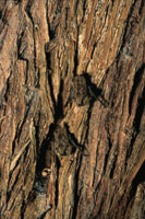 Murci�lagos sobre el tronco de un trupillo.