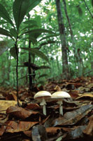 Hongos descomponedores de hojarasca.