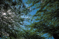 El follaje de los �rboles condiciona la cantidad de luz en el interior del bosque.