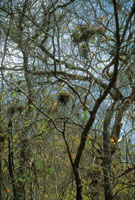 En la �poca seca  los estratos intermedios del bosque est�n dominados por ep�fitas y bejucos.