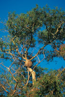 Los �rboles de los estratos superiores suelen poseer hojas peque�as, como una forma de adaptaci�n a las condiciones extremas de insolaci�n e intensidad del viento.