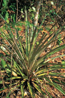 La pi�uela, Bromelia pinguin, es una especie caracter�stica del estrato basal del bosque seco tropical.