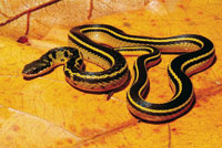 La fauna del bosque seco tambi�n muestra preferencias en su distribuci�n vertical. La serpiente cazadora es  un habitante frecuente del estrato basal.