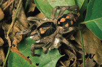 La fauna del bosque seco tambi�n muestra preferencias en su distribuci�n vertical. La ara�a lobo es  un habitante frecuente del estrato basal.