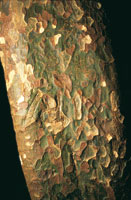 Mam�n de leche,  Mastichodendron colombianum.