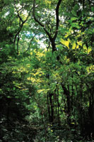 La variaci�n de las condiciones lum�nicas en el interior del bosque obliga a muchas plantas a cambiar los requerimientos de luz en el transcurso de su desarrollo.