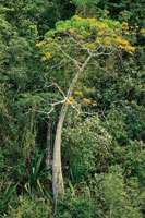 La bonga o majagua es un �rbol caracter�stico del bosque seco tropical y se destaca por la forma abultada de su tronco.
