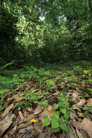 La apertura de un claro en el bosque brinda las condiciones propicias para la germinaci�n de semillas y el desarrollo de pl�ntulas que inician la sucesi�n secundaria.