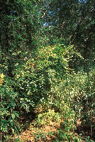 En las zonas perturbadas del bosque prosperan inicialmente plantas pioneras que crecen r�pidamente y colonizan grandes espacios.