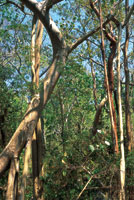 Con el tiempo, los bosques secundarios pueden  alcanzar por s� solos un desarrollo estructural similar al de los bosques primarios, si no son sometidos a grandes perturbaciones