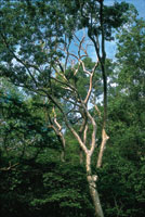 Con el tiempo, los bosques secundarios pueden  alcanzar por s� solos un desarrollo estructural similar al de los bosques primarios, si no son sometidos a grandes perturbaciones