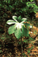 Los procesos de germinaci�n y desarrollo dependen del momento en que se den las condiciones de luz y humedad adecuadas. Pl�ntula de una cecropia.