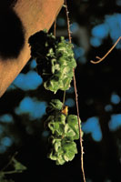 Multitud de especies han desarrollado estrategias para vivir en ambientes espec�ficos. Detalle de una liana del g�nero Paullinia.