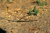 Los f�smidos, insectos palo o mariapalitos est�n especialmentes adaptados para camuflarse entre la vegetaci�n seca