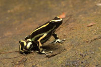 Esta rana venenosa  es uno de los pocos representantes de la familia de los dendrob�tidos que habita en los bosques secos tropicales.