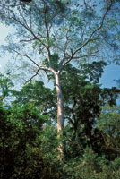 La ceiba espinosa, Ceiba aesculifolia, es uno de los �rboles m�s frecuentes en el estrato  emergente.