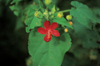 A la sombra de los �rboles, las plantas del sotobosque exhiben sus vistosas flores para atraer a los insectos.