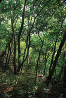 Interior de un bosque en la �poca de lluvias en el departamento del Tolima.