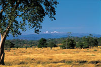 Los bosques secos y las sabanas que formaron un amplio mosaico en la planicie del Caribe, han sido transformados en pastizales para ganader�a. Al fondo, la Sierra Nevada de Santa Marta.