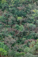 La mayor�a de los remanentes de bosque seco tropical del valle del Magdalena son peque�os parches aislados que se concentran en terrenos de fuerte pendiente.