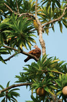 A pesar del reducido tama�o de los bosques secos del valle del Magdalena y de la intervenci�n a la que han sido sometidos, a�n se observan elementos caracter�sticos de la fauna, como esta paloma o t�rtola, Columbina talpacoti.