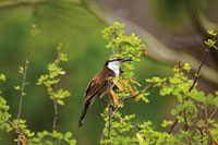 La reinita, Seiurus sp., un ave insect�vora de amplia distribuci�n, frecuenta los bosques secos de Am�rica en �pocas de abundancia de alimento.