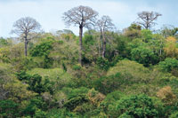 Bosque seco en la hacienda, El Ceibal, entre los departamentos de Atl�ntico y Bol�var, donde es notoria la altura de las ceibas y los macondos
