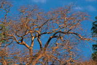 En el estrato superior del bosque seco predominan el jobo, el indio desnudo, el mam�n de leche, la ceiba espinosa; en el estrato arb�reo inferior, el trupillo, el �bano, el dividivi y los bejucos le�osos, entre otros