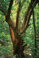 En el estrato superior del bosque seco predominan el jobo, el indio desnudo, el mam�n de leche, la ceiba espinosa; en el estrato arb�reo inferior, el trupillo, el �bano, el dividivi y los bejucos le�osos, entre otros