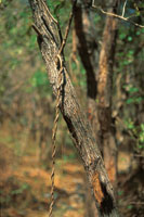 En el estrato superior del bosque seco predominan el jobo, el indio desnudo, el mam�n de leche, la ceiba espinosa; en el estrato arb�reo inferior, el trupillo, el �bano, el dividivi y los bejucos le�osos, entre otros