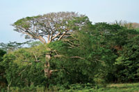 A pesar del alto grado de intervenci�n de los bosques a�n se aprecian ceibas majestuosas. Luruaco, departamento de Atl�ntico.