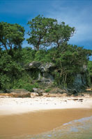 Vegetaci�n achaparrada en el bosque seco de la pen�nsula de Bar�, departamento de Bol�var.